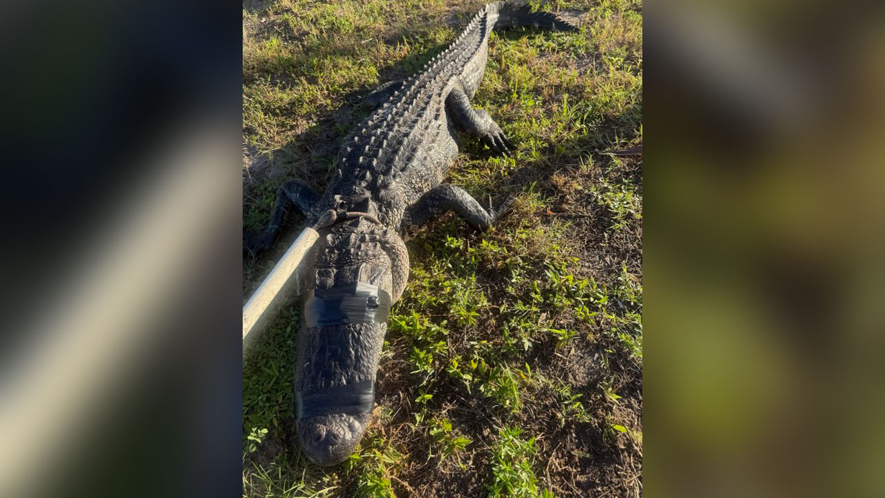 An eight-foot alligator was caught after Dr. Amber Perren was attacked in the St. Lucie River.