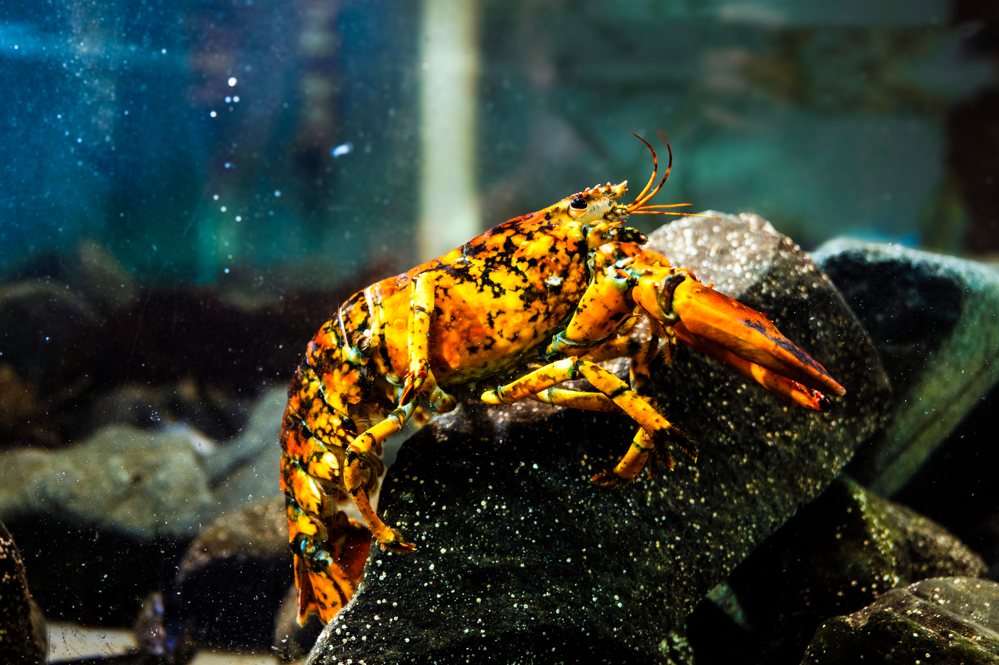 Calico Lobster