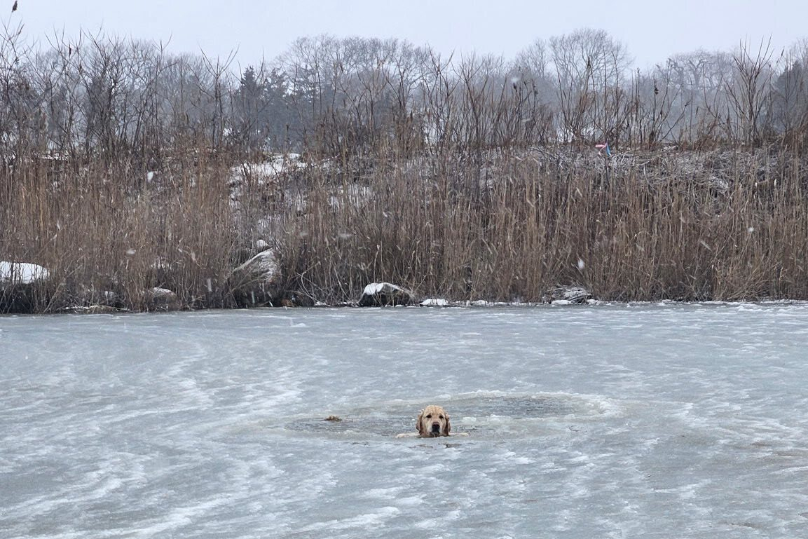 New Year Rhode Island Dog Rescued