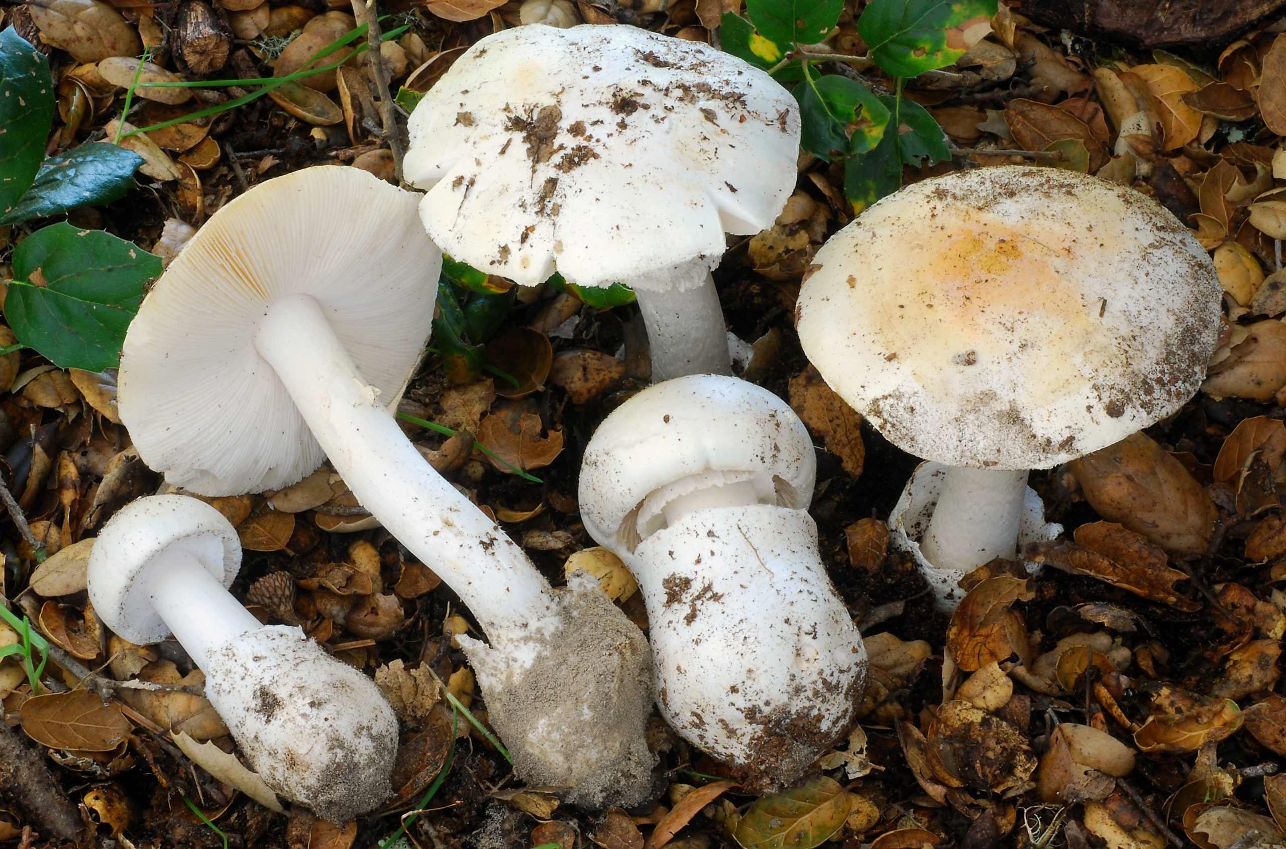 Western Destroying Angel mushrooms